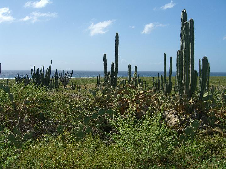 Aruba - January 2008 072.JPG